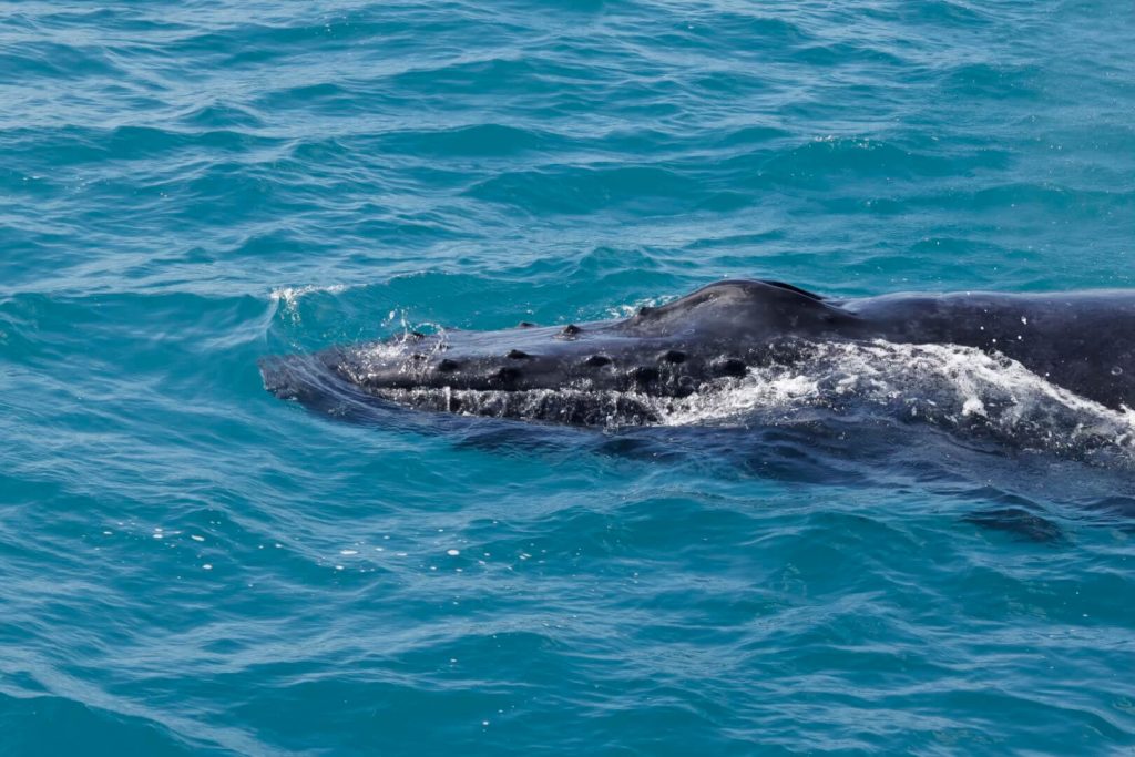 Augusta whale watching boat tour